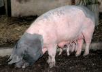 Swabian-Hall Swine - pig breeds | goris jishebi | ღორის ჯიშები
